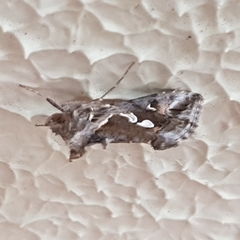 Chrysodeixis argentifera