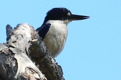 Todiramphus macleayii