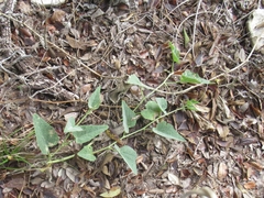 Cucurbita foetidissima