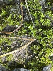 Didymodon tophaceopsis