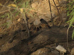 Knipolegus aterrimus