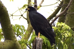 Buteogallus urubitinga