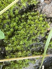 Didymodon tophaceopsis