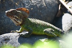 Basiliscus galeritus
