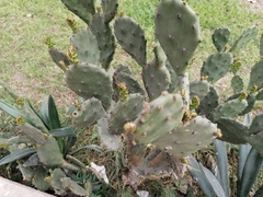 Opuntia