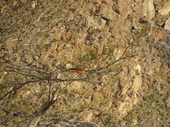 Hirundinea ferruginea