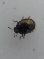 Ditropidus compactus