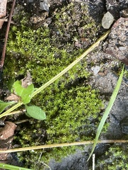 Didymodon tophaceopsis