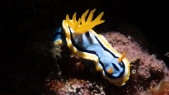 Chromodoris annae
