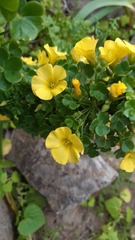 Oxalis gigantea