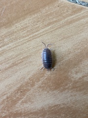 Porcellio laevis