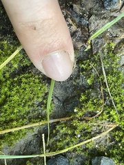 Didymodon tophaceopsis