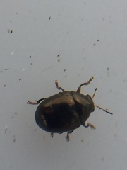 Ditropidus compactus