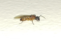 Camponotus atriceps