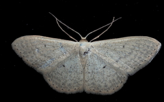 Scopula optivata