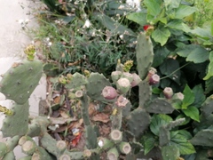 Opuntia