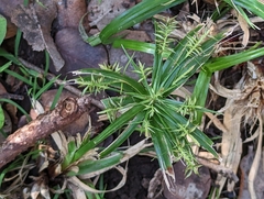 Cyperus meyenianus