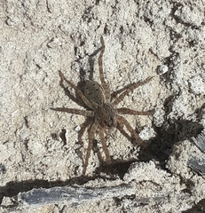 Lycosinae