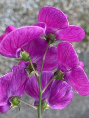 Lathyrus latifolius