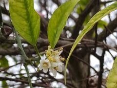 Citrus