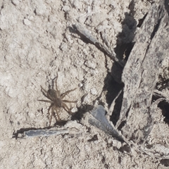 Lycosinae