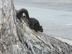 Sciurus carolinensis