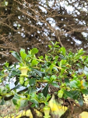Escallonia myrtilloides