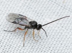 Microgastrinae