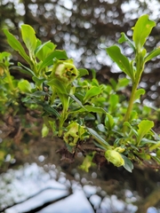 Escallonia myrtilloides