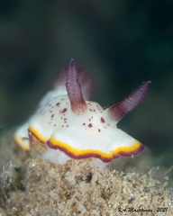 Goniobranchus daphne