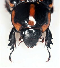 Cyclocephala zurstrasseni