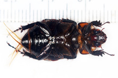 Cyclocephala zurstrasseni