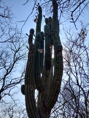 Trichocereus terscheckii