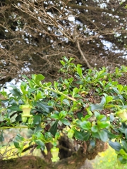 Escallonia myrtilloides