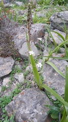 Oziroe biflora