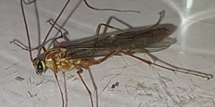Ophion obscuratus