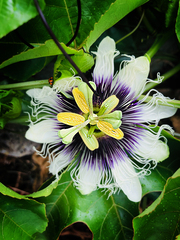 Passiflora edulis flavicarpa
