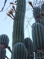 Trichocereus terscheckii