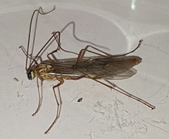 Ophion obscuratus