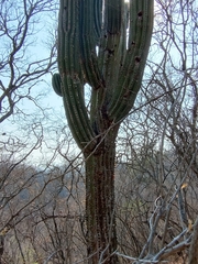 Trichocereus terscheckii