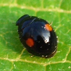 Hyperaspis signata-binotata agg