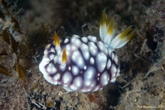 Goniobranchus geometricus