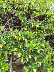 Escallonia myrtilloides