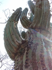 Trichocereus terscheckii