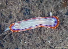 Goniobranchus setoensis