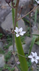 Oziroe biflora
