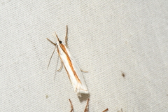 Crambus girardellus