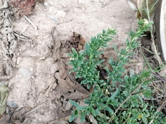 Heliotropium curassavicum