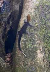 Gonatodes albogularis