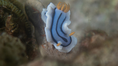 Chromodoris lochi